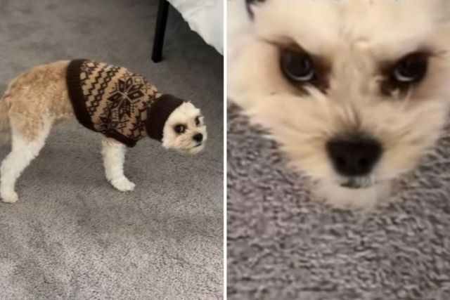 Proprietário deixa as orelhas do cachorro enfiadas no suéter, sua resposta diz tudo
