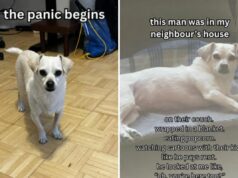 Proprietário entra em pânico quando cachorro desaparece há horas e depois ouve barulho da casa do vizinho Dog found at neighbor's home