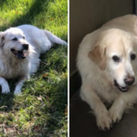 Proprietário faz teste de DNA em Pirineus 'faça você mesmo' - despreparado para resultados