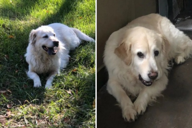 Proprietário faz teste de DNA em Pirineus 'faça você mesmo' - despreparado para resultados
