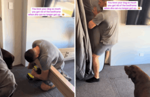 Proprietários percebem que cachorro com doença terminal não consegue subir na cama – tome medidas drásticas Proprietários percebem que cachorro com doença terminal não consegue subir na cama – tome medidas drásticas