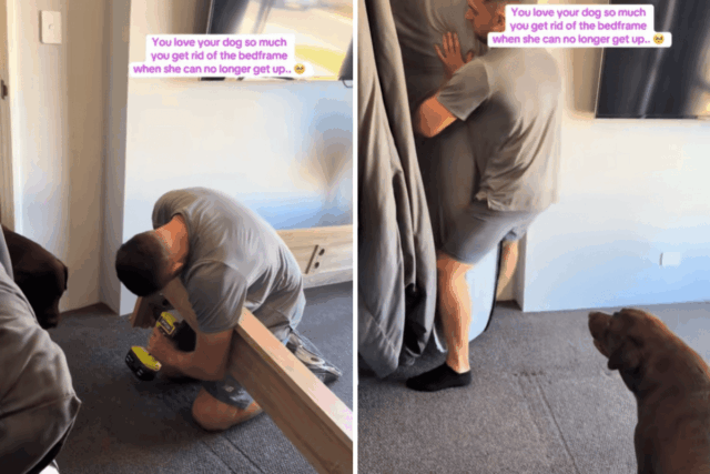 Proprietários percebem que cachorro com doença terminal não consegue subir na cama – tome medidas drásticas

