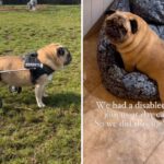 Pug receives wheelchair