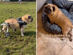 Pug deficiente frequenta creche para cães, proprietário em lágrimas com o que a equipe faz por ela Pug receives wheelchair