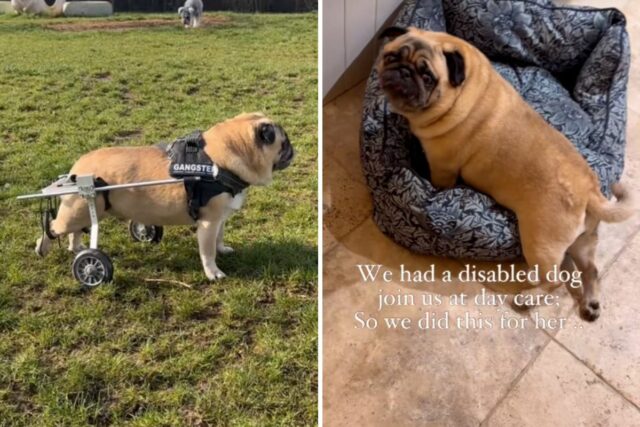 Pug deficiente frequenta creche para cães, proprietário em lágrimas com Pug receives wheelchair