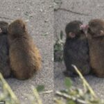 O viral macaco japonês Punch encontrou seu feliz para sempre com uma macaca fêmea, chamada Momo-chan, depois que a dupla foi flagrada brincando, se abraçando e até se beijando