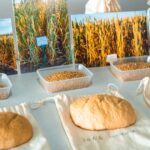 Quão bem o trigo tradicional cresceria sob as práticas agrícolas atuais?