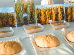 Quão bem o trigo tradicional cresceria sob as práticas agrícolas atuais? Quão bem o trigo tradicional cresceria sob as práticas agrícolas atuais?