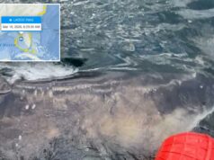 Quase 1.400 libras de tubarão branco ‘Goodall’ faz ping perto da Costa do Golfo quando as férias de primavera chegam à praia Quase 1.400 libras de tubarão branco 'Goodall' faz ping perto da Costa do Golfo quando as férias de primavera chegam à praia