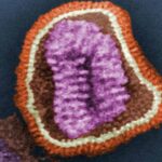 O vírus da gripe visto ao microscópio.