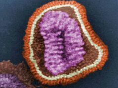 Quase 26.000 casos de gripe registrados enquanto os médicos alertam que a temporada de terror está se aproximando O vírus da gripe visto ao microscópio.