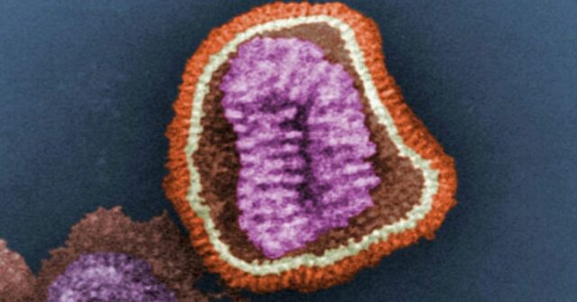O vírus da gripe visto ao microscópio.