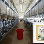 Vacas em baias para ordenha em uma fazenda leiteira.