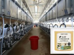 Queijo Erewhon de US$ 16 vinculado ao surto de E. Coli enquanto produtor de leite cru da Califórnia luta contra recall Vacas em baias para ordenha em uma fazenda leiteira.