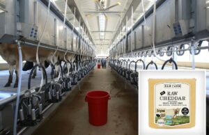 Queijo Erewhon de US$ 16 vinculado ao surto de E. Coli enquanto produtor de leite cru da Califórnia luta contra recall Vacas em baias para ordenha em uma fazenda leiteira.