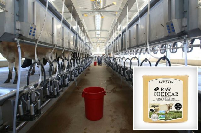 Queijo Erewhon de US$ 16 vinculado ao surto de E. Vacas em baias para ordenha em uma fazenda leiteira.