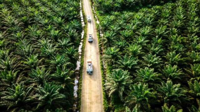 RI Didorong Perkuat Diplomasi Hadapi Dampak EUDR
