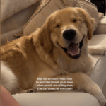 Risos da razão Golden Retriever desesperado para ficar acordado enquanto os olhos se fecham