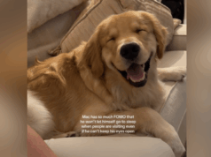 Risos da razão Golden Retriever desesperado para ficar acordado enquanto os olhos se fecham Risos da razão Golden Retriever desesperado para ficar acordado enquanto os olhos se fecham