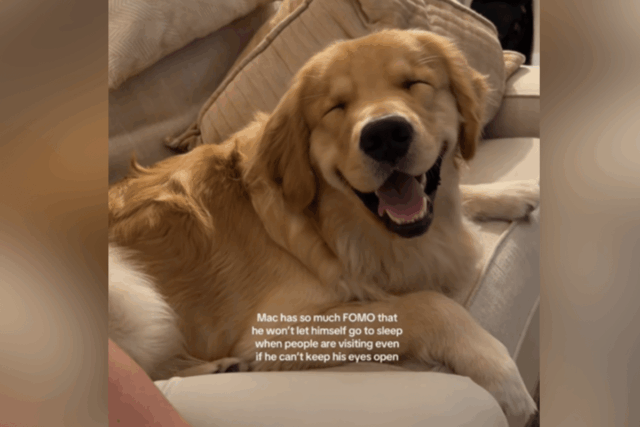 Risos da razão Golden Retriever desesperado para ficar acordado enquanto os olhos se fecham
