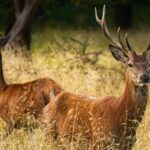 Rusa Tewas Tertabrak Mobil di Tol Serpan