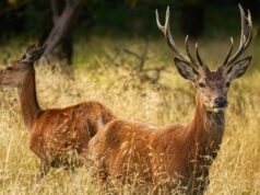 Rusa Tewas Tertabrak Mobil di Tol Serpan Rusa Tewas Tertabrak Mobil di Tol Serpan