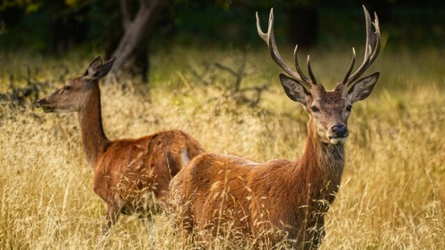 Rusa Tewas Tertabrak Mobil di Tol Serpan Rusa Tewas Tertabrak Mobil di Tol Serpan