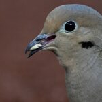 Sementes de pássaros quentes e picantes prejudicarão os visitantes das aves no comedouro de Inverness?