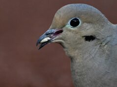 Sementes de pássaros quentes e picantes prejudicarão os visitantes das aves no comedouro de Inverness? Sementes de pássaros quentes e picantes prejudicarão os visitantes das aves no comedouro de Inverness?
