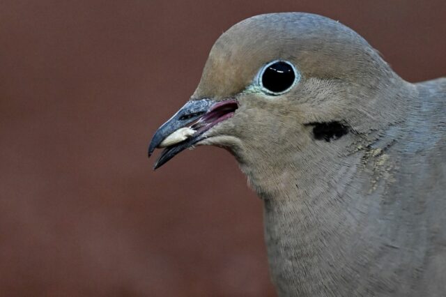 Sementes de pássaros quentes e picantes prejudicarão os visitantes das aves no comedouro de Inverness?
