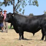 Stud afirma melhorar médias e folgas em comparação com os resultados de vendas de 2025