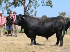 Stud afirma melhorar médias e folgas em comparação com os resultados de vendas de 2025 Stud afirma melhorar médias e folgas em comparação com os resultados de vendas de 2025