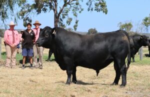 Stud afirma melhorar médias e folgas em comparação com os resultados de vendas de 2025 Stud afirma melhorar médias e folgas em comparação com os resultados de vendas de 2025