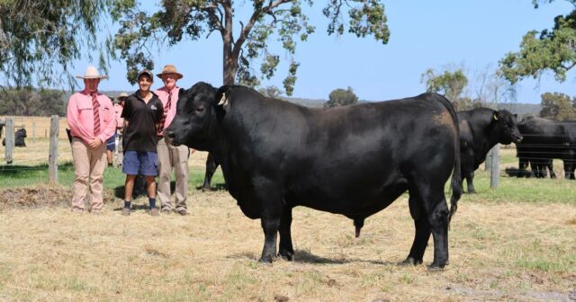 Stud afirma melhorar médias e folgas em comparação com os resultados de vendas de 2025
