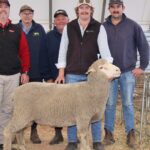 Sucesso na criação de ovinos reprodutores jovens contra a maré de êxodo da indústria