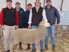 Sucesso na criação de ovinos reprodutores jovens contra a maré de êxodo da indústria Sucesso na criação de ovinos reprodutores jovens contra a maré de êxodo da indústria