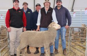 Sucesso na criação de ovinos reprodutores jovens contra a maré de êxodo da indústria Sucesso na criação de ovinos reprodutores jovens contra a maré de êxodo da indústria