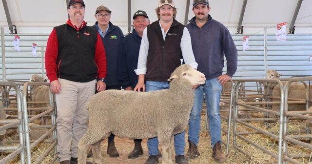 Sucesso na criação de ovinos reprodutores jovens contra a maré de êxodo da indústria
