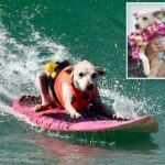 Sugar, o cachorro surfista, apelidado de 'verdadeira lenda local', morre após batalha contra o câncer