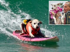 Sugar, o cachorro surfista, apelidado de ‘verdadeira lenda local’, morre após batalha contra o câncer Sugar, o cachorro surfista, apelidado de 'verdadeira lenda local', morre após batalha contra o câncer