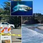 Surfista gravemente ferido em ataque de tubarão na costa da Califórnia