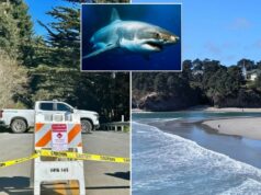 Surfista gravemente ferido em ataque de tubarão na costa da Califórnia Surfista gravemente ferido em ataque de tubarão na costa da Califórnia