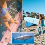 Surfista perseguido por grande tubarão branco na praia de SoCal revive encontro aterrorizante
