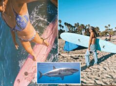 Surfista perseguido por grande tubarão branco na praia de SoCal revive encontro aterrorizante Surfista perseguido por grande tubarão branco na praia de SoCal revive encontro aterrorizante