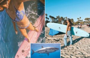 Surfista perseguido por grande tubarão branco na praia de SoCal revive encontro aterrorizante Surfista perseguido por grande tubarão branco na praia de SoCal revive encontro aterrorizante