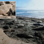 Dois elefantes marinhos e um filhote descansam em uma praia arenosa.