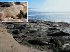 Surto de vírus mortal em grande parque se espalha pelas praias próximas Dois elefantes marinhos e um filhote descansam em uma praia arenosa.