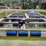 Terus Bergeliat, Pemberdayaan BRI Ungkit Perekonomian Desa Empang Baru