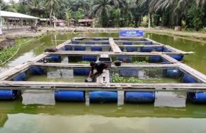 Terus Bergeliat, Pemberdayaan BRI Ungkit Perekonomian Desa Empang Baru Terus Bergeliat, Pemberdayaan BRI Ungkit Perekonomian Desa Empang Baru