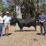 Touro 'Real Deal' lidera o caminho para a primeira venda de reprodutores no Sudoeste